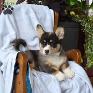 Brooke, Pembroke Welsh Corgi Puppy