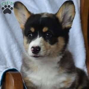 Brooke, Pembroke Welsh Corgi Puppy