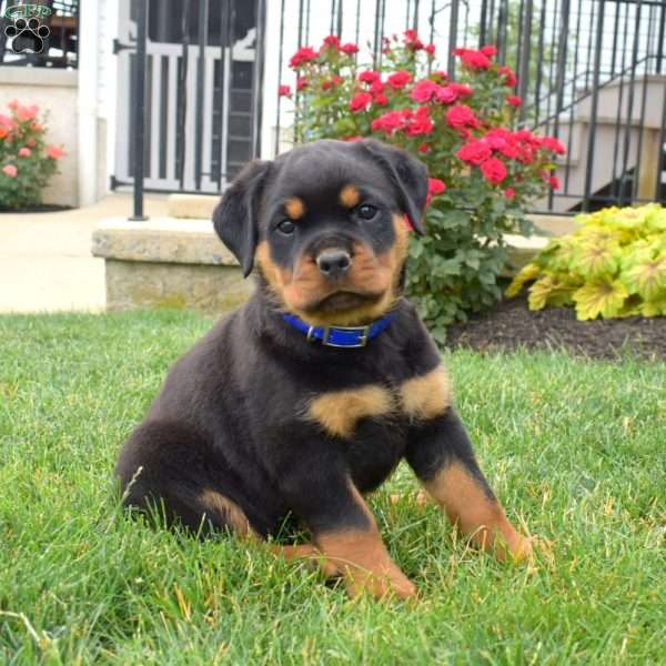 Brownie, Rottweiler Puppy