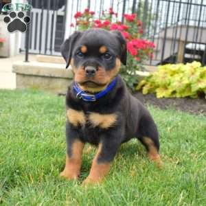 Brownie, Rottweiler Puppy