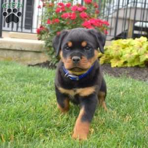 Brownie, Rottweiler Puppy