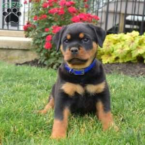 Brownie, Rottweiler Puppy