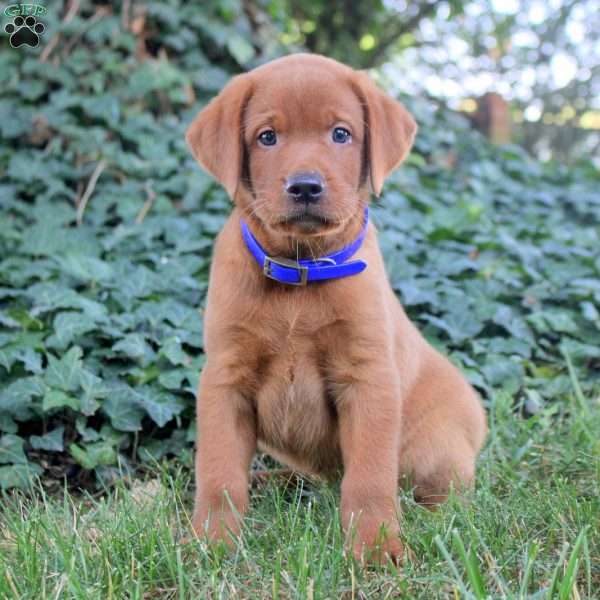 Bruce, Fox Red Labrador Retriever Puppy