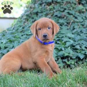 Bruce, Fox Red Labrador Retriever Puppy