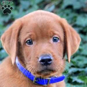 Bruce, Fox Red Labrador Retriever Puppy