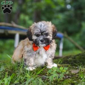 Bryce, Lhasa Apso Puppy