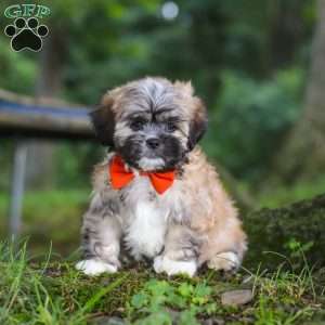 Bryce, Lhasa Apso Puppy
