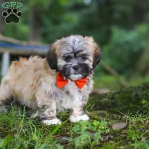 Bryce, Lhasa Apso Puppy