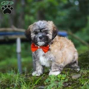Bryce, Lhasa Apso Puppy