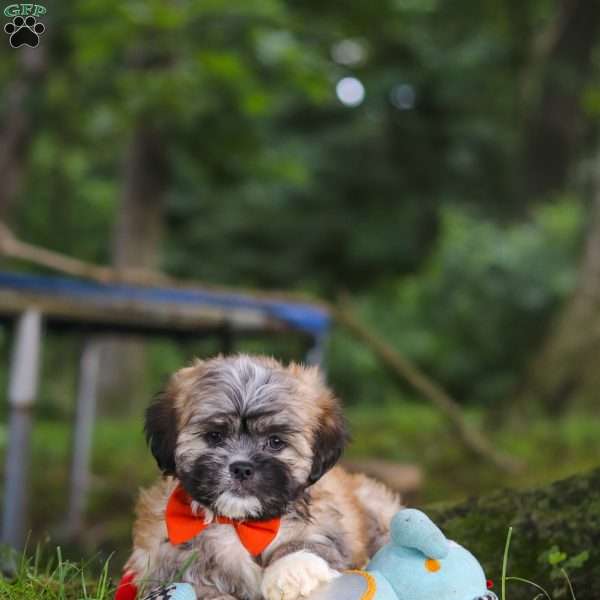 Bryce, Lhasa Apso Puppy