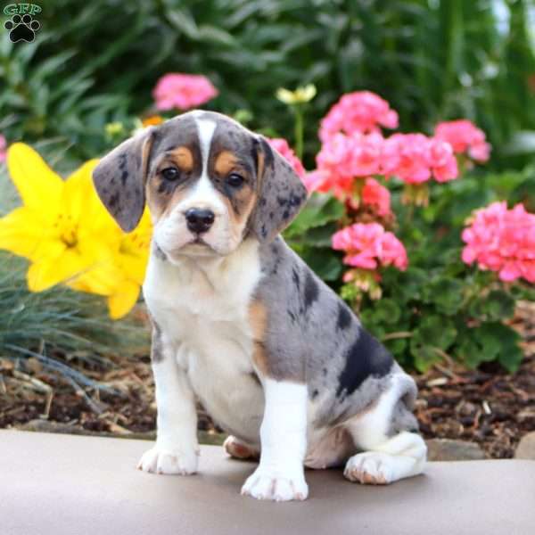 Bryce, Beabull Puppy