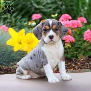 Bryce, Beabull Puppy