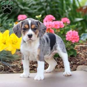 Bryce, Beabull Puppy