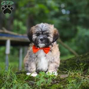 Bryce, Lhasa Apso Puppy