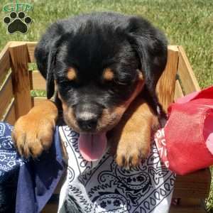 Brynn, Rottweiler Puppy
