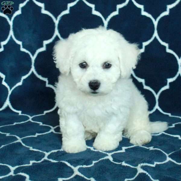 Bubbles, Bichon Frise Puppy