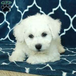 Bubbles, Bichon Frise Puppy