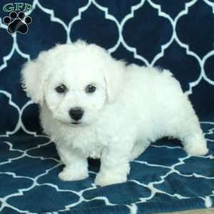 Bubbles, Bichon Frise Puppy