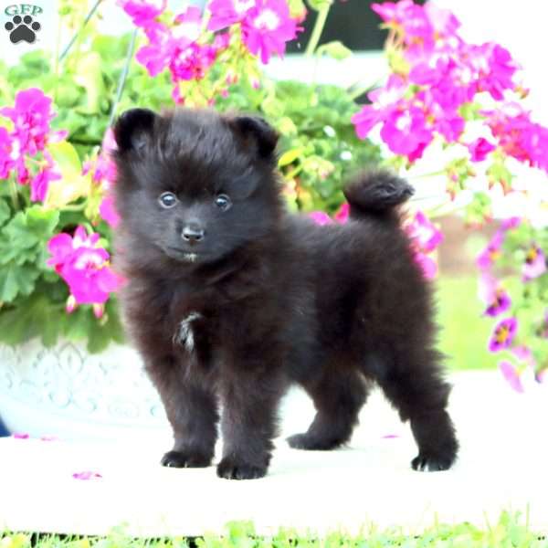 Bubbles, Pomeranian Puppy