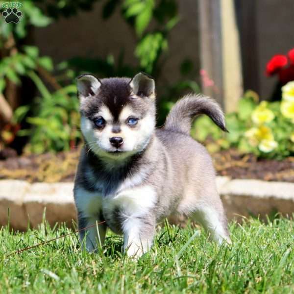 Bubbles, Alaskan Klee Kai Puppy