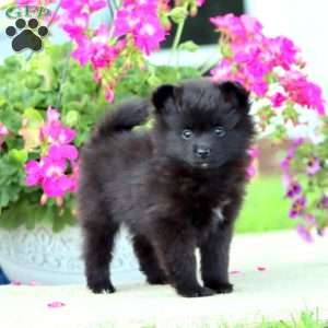Bubbles, Pomeranian Puppy
