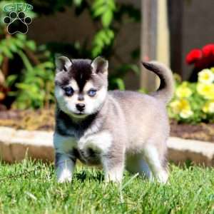 Bubbles, Alaskan Klee Kai Puppy