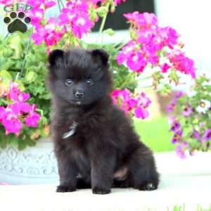 Bubbles, Pomeranian Puppy