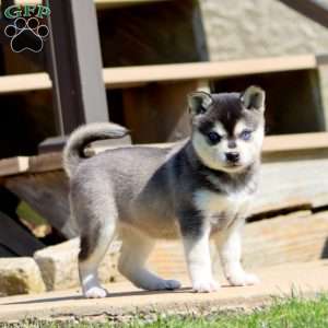 Bubbles, Alaskan Klee Kai Puppy