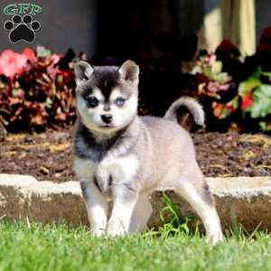 Bubbles, Alaskan Klee Kai Puppy