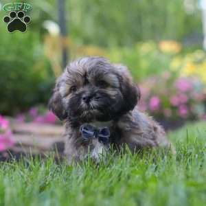 Buddy, Lhasa Apso Puppy