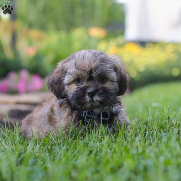 Buddy, Lhasa Apso Puppy