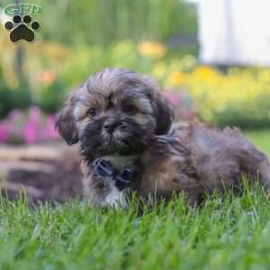 Buddy, Lhasa Apso Puppy