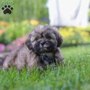 Buddy, Lhasa Apso Puppy