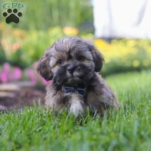 Buddy, Lhasa Apso Puppy