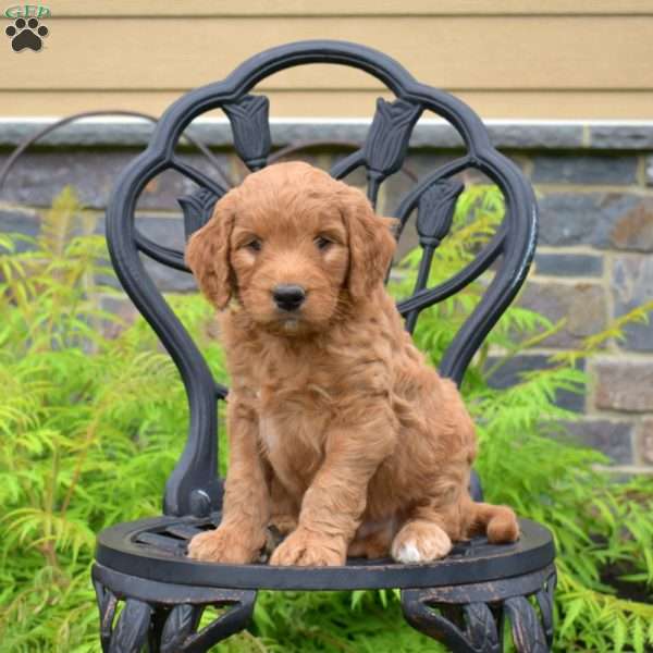 Buddy, Labradoodle Puppy