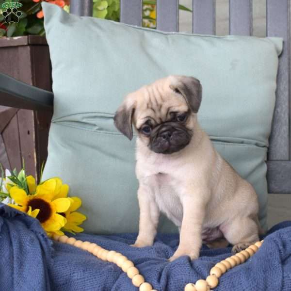 Buddy, Pug Puppy