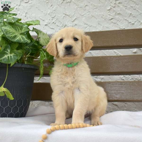 Buddy, Golden Labrador Puppy