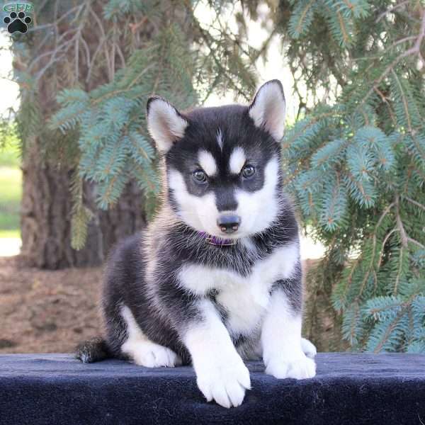 Buddy, Pomsky Puppy