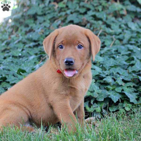 Buddy, Fox Red Labrador Retriever Puppy