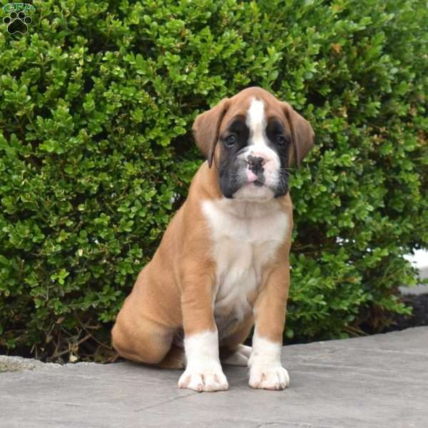 Buddy, Boxer Puppy