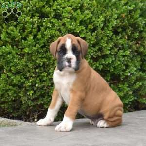 Buddy, Boxer Puppy