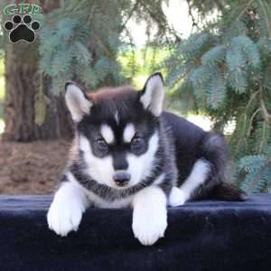 Buddy, Pomsky Puppy