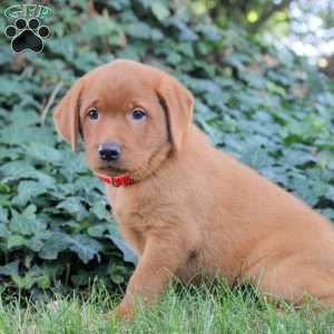 Buddy, Fox Red Labrador Retriever Puppy