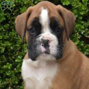 Buddy, Boxer Puppy