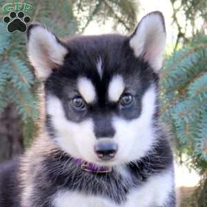 Buddy, Pomsky Puppy