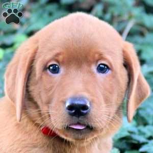 Buddy, Fox Red Labrador Retriever Puppy
