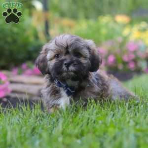Buddy, Lhasa Apso Puppy