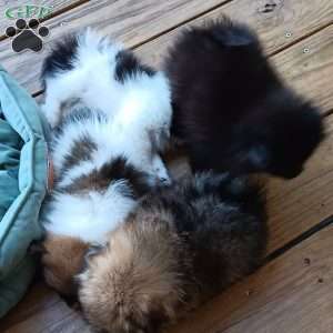 Cookies n Cream, Pomeranian Puppy