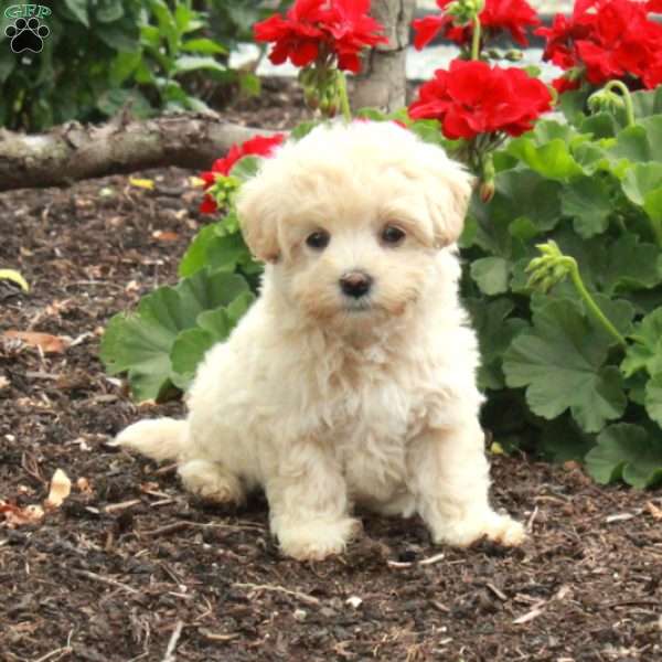 Bunny, Maltipoo Puppy