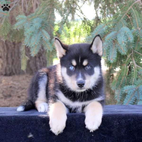 Buster, Pomsky Puppy